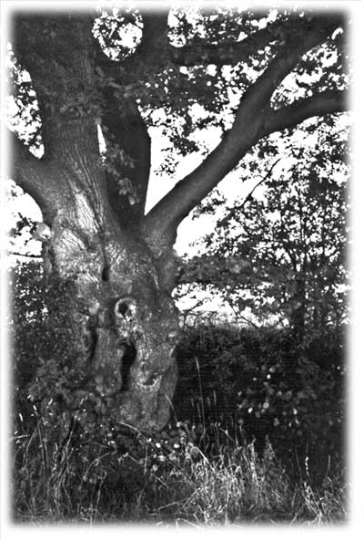 Arther Rackham Tree